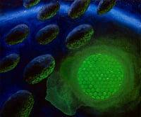 Image 1 of The green light 