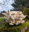 Gourmet Branched Oyster Mushroom Grow Kit
