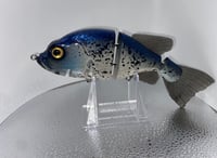 Image 2 of Crappie profile 