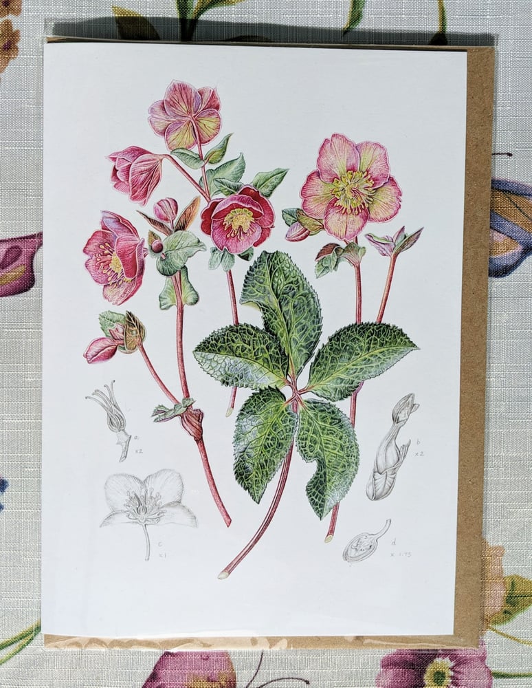 Image of Hellebore Card