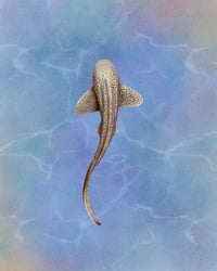 Zebra Shark 🦈 