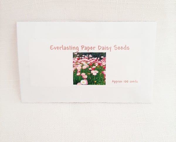 Image of Everlasting Paper Daisy Seeds