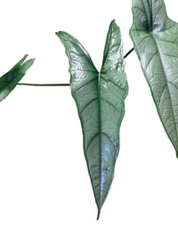 Image 2 of Alocasia 'Dragon's Breath' Plantlet/Baby