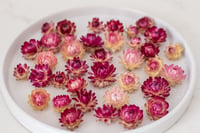 Image 7 of 60 Strawflower Heads - Various Sizes Pink