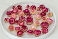 Image 1 of 60 Strawflower Heads - Various Sizes Pink