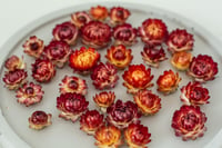 Image 3 of 60 Strawflower Heads - Various Sizes - Orange