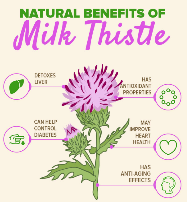 HEALthy LIVEr! Milk Thistle Seed Detoxer. Bones-Heart-Chemo-Diabetes-Cognition-Lactation-Hepatitis