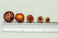 Image 4 of 60 Strawflower Heads - Various Sizes - Orange