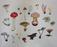 Image 3 of Fungi Sculpture and Watercolour Painting Workshops (over two sessions)