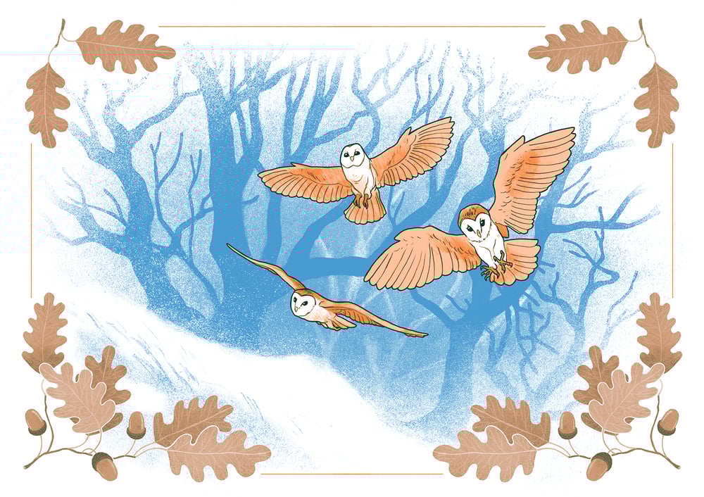 Image of Owls