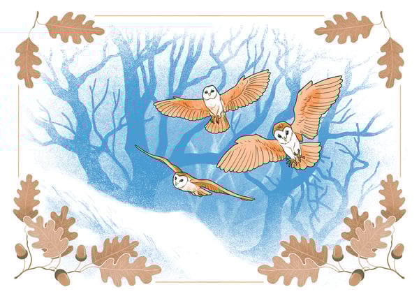 Image of Owls