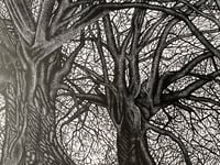 Image 4 of ‘I Found Myself Within a Forest Dark’  Original Lino Print