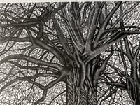 Image 5 of ‘I Found Myself Within a Forest Dark’  Original Lino Print