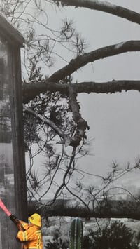 Image 4 of 'L.A Jungle' (Framed)