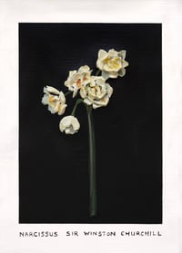 Image 1 of NARCISSUS SIR WINSTON CHURCHILL - GICLÉE PRINT 