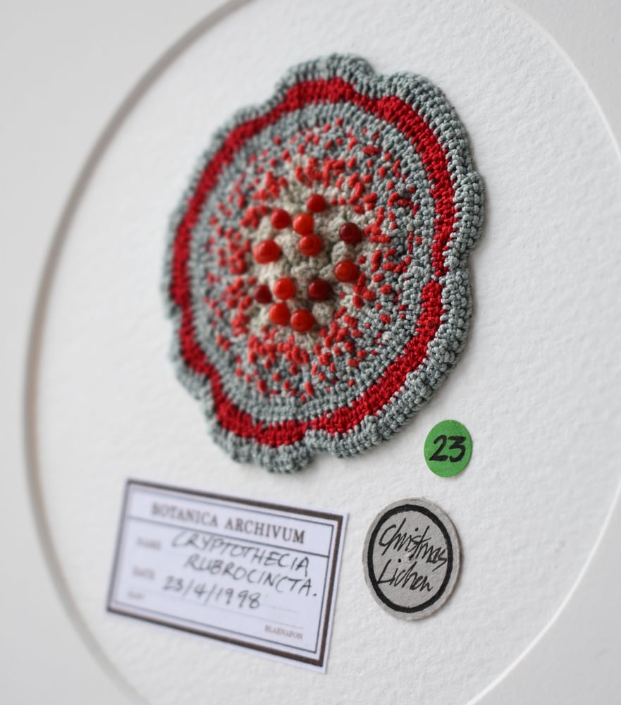 Image of Lichen specimen - Sample sale