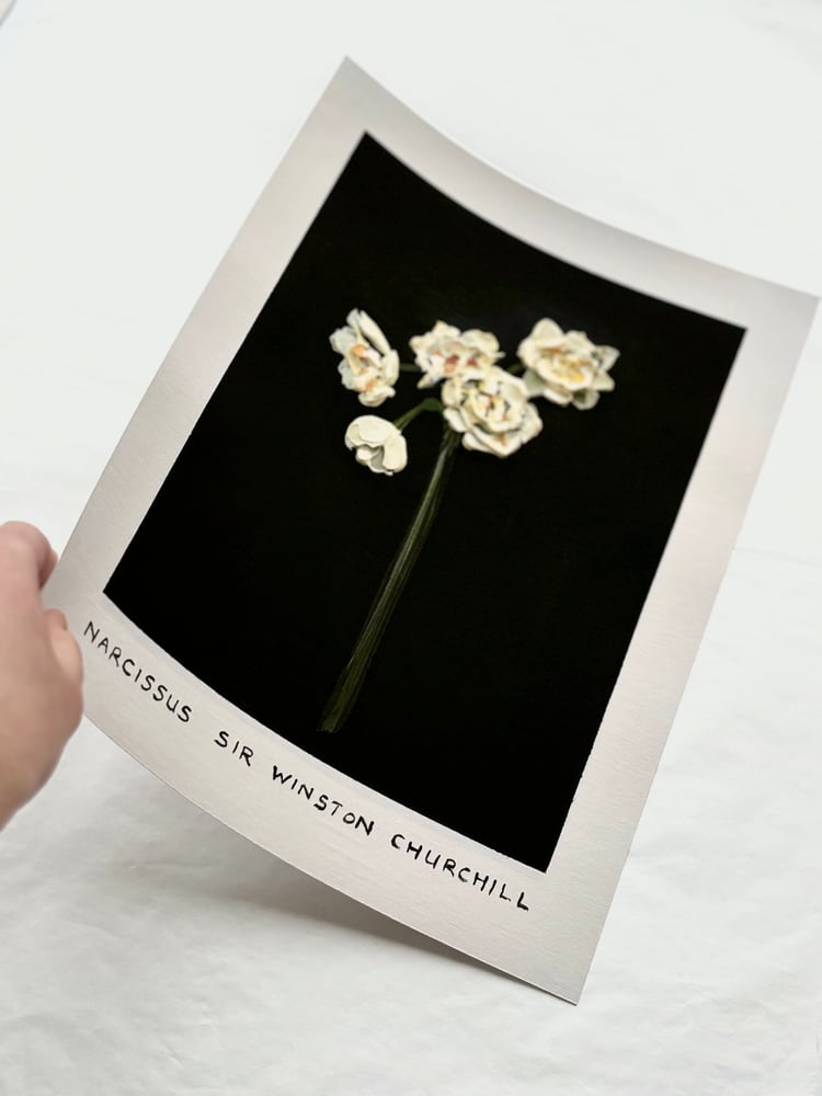 Image of NARCISSUS SIR WINSTON CHURCHILL - GICLÉE PRINT 