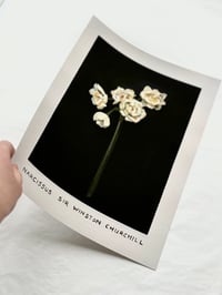 Image 2 of NARCISSUS SIR WINSTON CHURCHILL - GICLÉE PRINT 