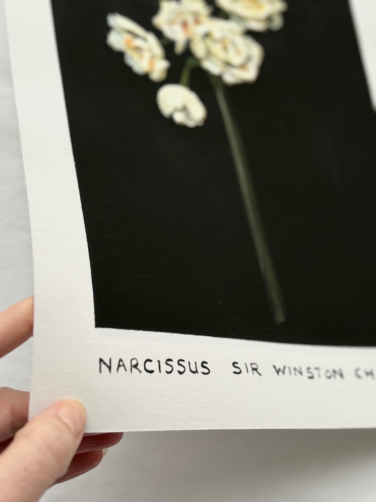 Image of NARCISSUS SIR WINSTON CHURCHILL - GICLÉE PRINT 