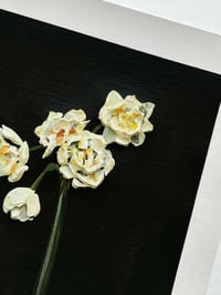 Image 4 of NARCISSUS SIR WINSTON CHURCHILL - GICLÉE PRINT 