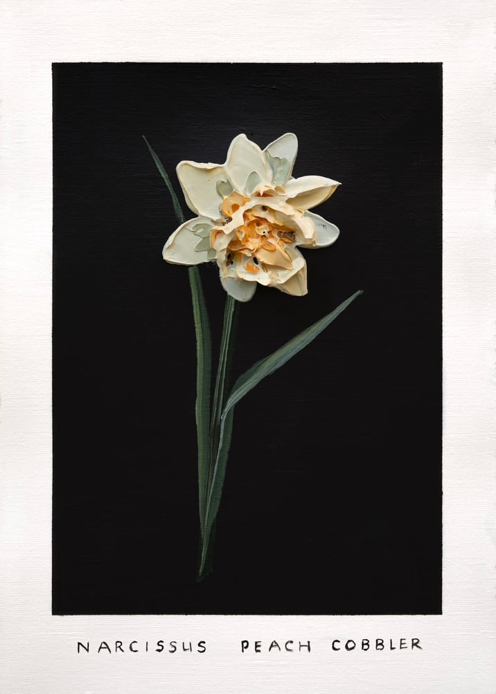 Image of NARCISSUS PEACH COBBLER - GICLÉE PRINT