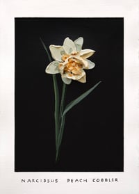 Image 1 of NARCISSUS PEACH COBBLER - GICLÉE PRINT