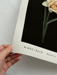 Image 2 of NARCISSUS PEACH COBBLER - GICLÉE PRINT