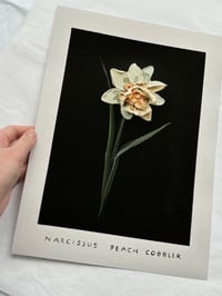 Image 3 of NARCISSUS PEACH COBBLER - GICLÉE PRINT