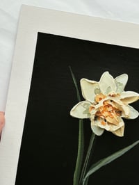 Image 4 of NARCISSUS PEACH COBBLER - GICLÉE PRINT