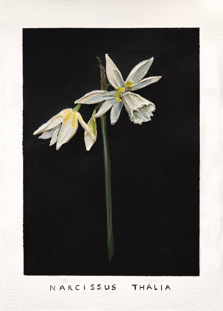 Image of NARCISSUS THALIA - GICLÉE PRINT