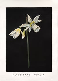 Image 1 of NARCISSUS THALIA - GICLÉE PRINT