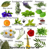 Apothecary Starter Kit