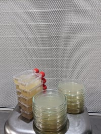 Image 2 of Lion's Mane Powder (3 Month Supply)