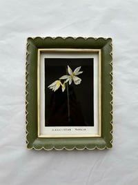 Image 2 of NARCISSUS THALIA - GICLÉE PRINT