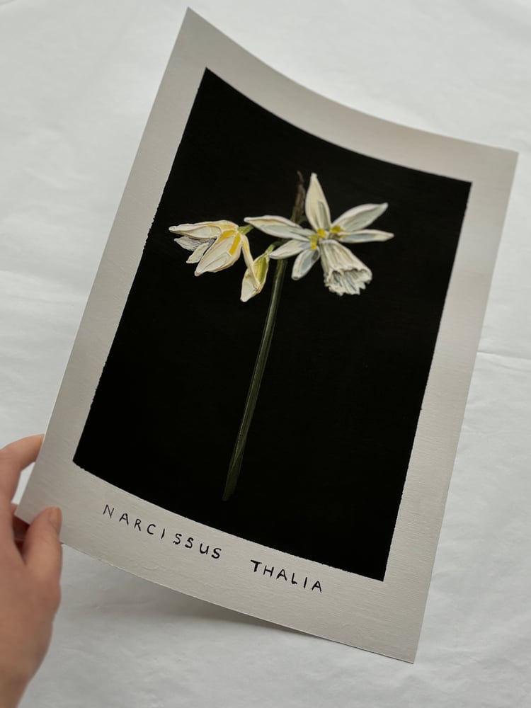 Image of NARCISSUS THALIA - GICLÉE PRINT