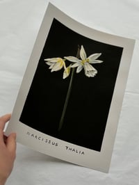 Image 3 of NARCISSUS THALIA - GICLÉE PRINT