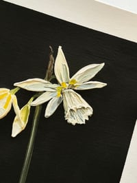 Image 4 of NARCISSUS THALIA - GICLÉE PRINT