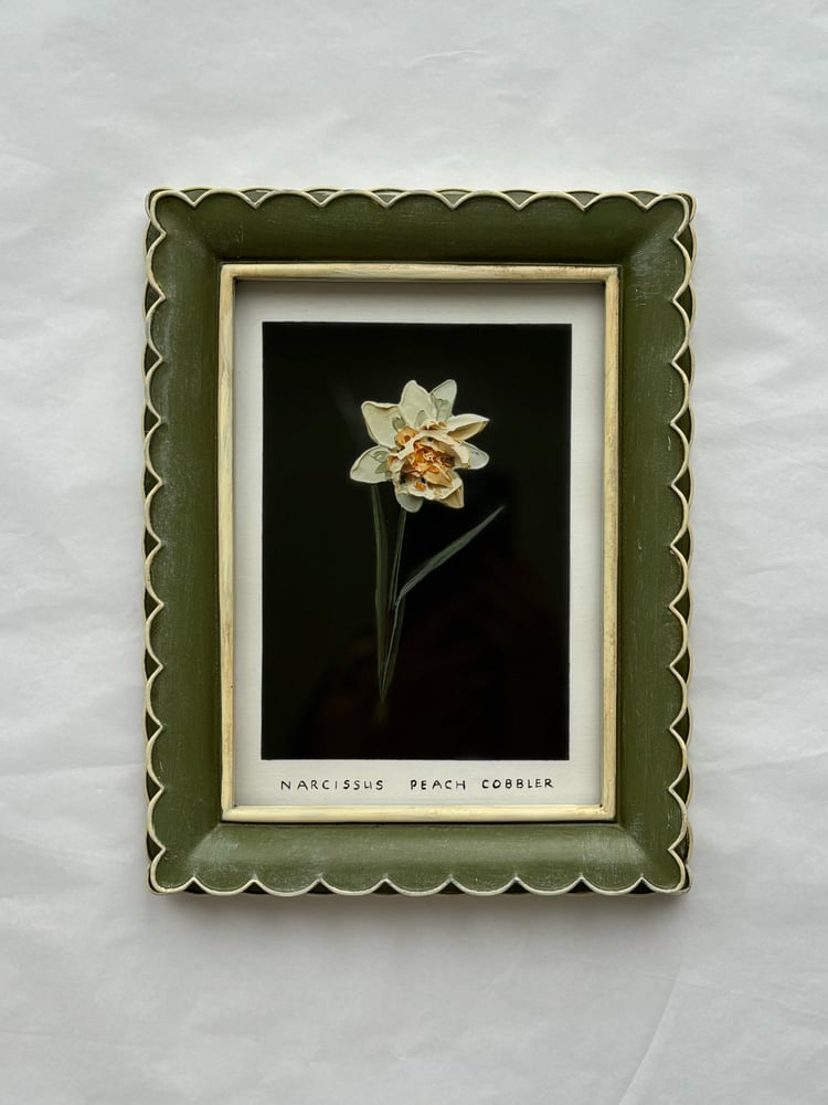 Image of NARCISSUS PEACH COBBLER - GICLÉE PRINT