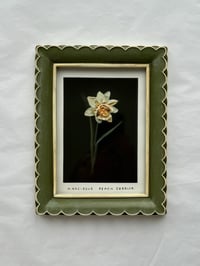 Image 5 of NARCISSUS PEACH COBBLER - GICLÉE PRINT