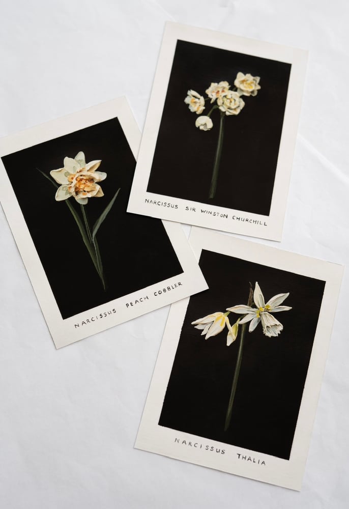 Image of NARCISSUS SIR WINSTON CHURCHILL - GICLÉE PRINT 