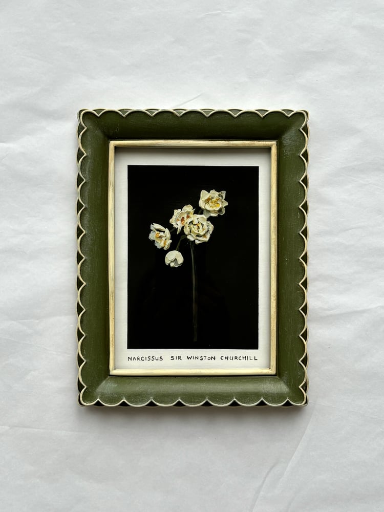 Image of NARCISSUS SIR WINSTON CHURCHILL - GICLÉE PRINT 