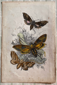 Image 1 of Antique Moth Print (1)