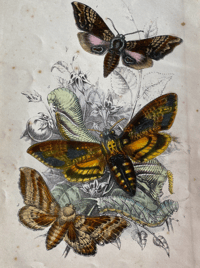 Image 2 of Antique Moth Print (1)