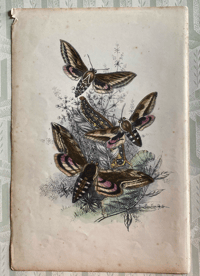 Image 1 of Antique Moth Print (2)