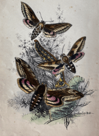 Image 2 of Antique Moth Print (2)