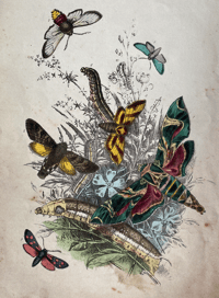Image 2 of Antique Moth Print (3)