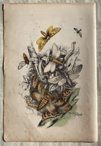 Image 1 of Antique Moth Print (4)