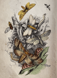 Image 2 of Antique Moth Print (4)