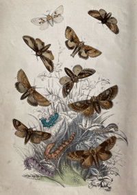 Image 2 of Antique Moth Print (5)
