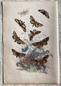 Image 1 of Antique Moth Print (5)